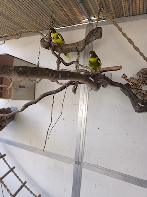 Biete dringend 2 Ziegensittich-Hähne  Geschwister aus 2025 an