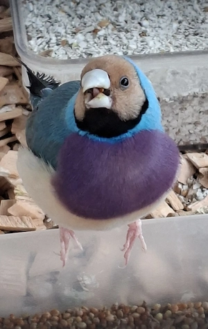 Goldamadinen abzugeben 