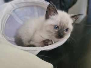 Siambabys siam kitten 