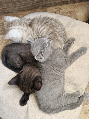 Britisch Kurzhaar Bkh Kitten in 17 Tagen Abgabe 