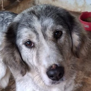 Taika, geb. ca. 07 2024, lebt in GRIECHENLAND, auf einer privaten Pflegestelle