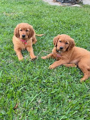 Geimpfte Golden-Retriever-Welpen