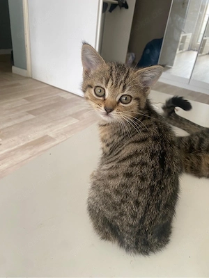 baby katzen 12 wochen 