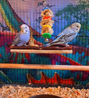 Wellensittiche, junge Wellensittiche