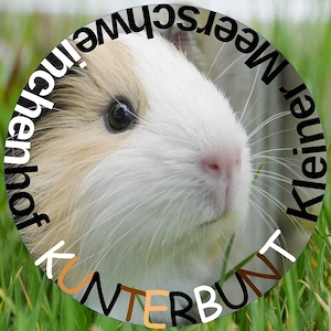 Kurzhaar Meerschweinchen                     ab 20   siehe Hinweis