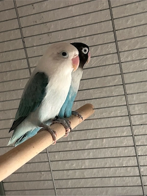 Zuckersüße Unzertrennliche     