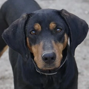 Frida, geb. ca. 01 2025, lebt in GRIECHENLAND, auf einer privaten Pflegestelle