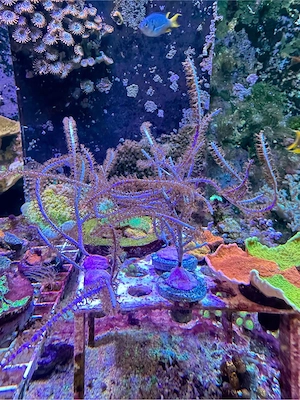 Meerwasser Gorgonie blau