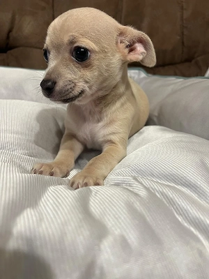 chihuahua Welpe rüden kurz Haar 
