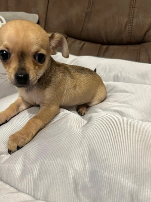 Hallo verkaufen 2 wunderschöne chihuahua Welpe männlich 