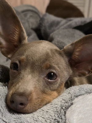 Russkiy Toy Mädchen 4 Monate