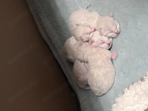 Stahlblaue Augen zum Verlieben - unsere Kitten sind bildhübsch 