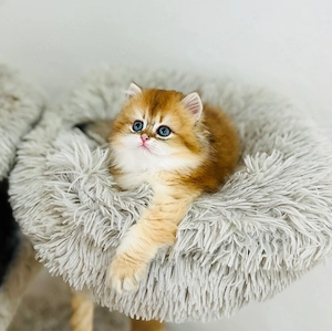 Wunderschöne BKH BLH kitten in shell