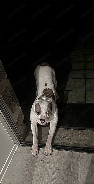 American Bully XL Rüde sucht neues Zuhause Bild 3