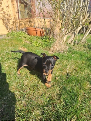 Zwergpinscher Welpe