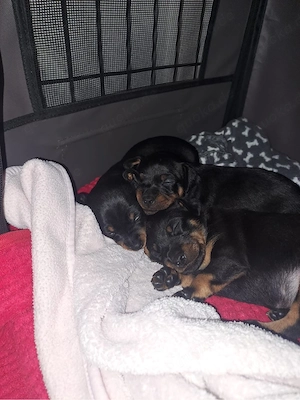 Zwergpinscher Welpen