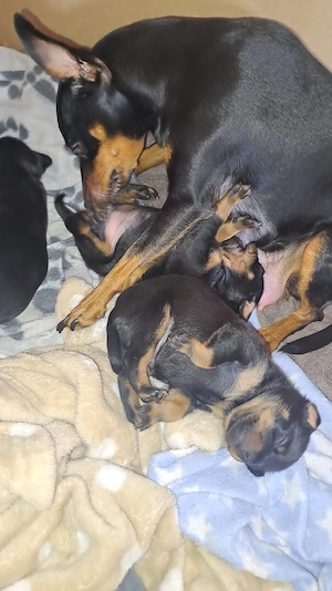 Zwergpinscher Welpen