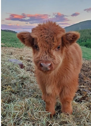 Schottischer Hochlandbulle