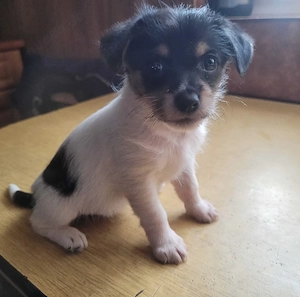 Hübsche Dackel-Jack Russel Terrier Welpen