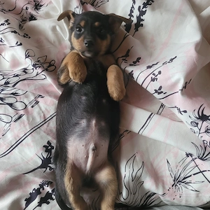 Hübsche Dackel - Jack Russel Terrier Welpen