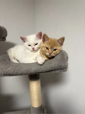 BKH  Kitten   Katzen 