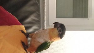 Rostkappenpapagei handaufzucht sehr zahm 