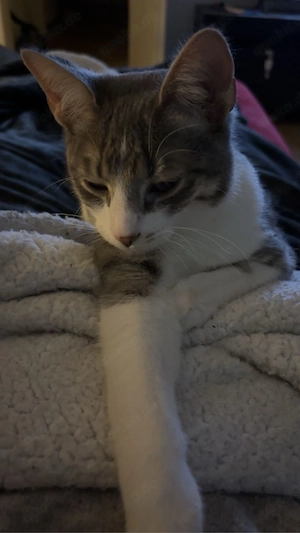 Cosmo sucht ein neues zuhause  Bild 2