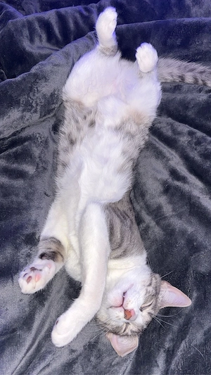 Cosmo sucht ein neues zuhause  Bild 5