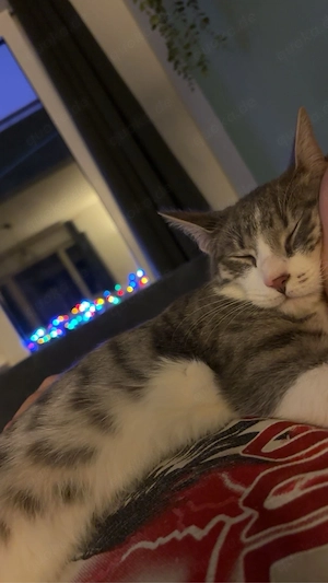 Cosmo sucht ein neues zuhause  Bild 3