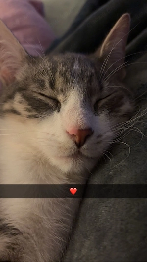 Cosmo sucht ein neues zuhause  Bild 4