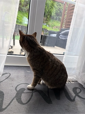 Britisch Kurzhaar mix 