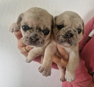 mops mischling weibchen