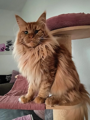 Lieber maine Coon Kater
