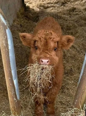Schottische Hochlandrinder zu verkaufen. 
