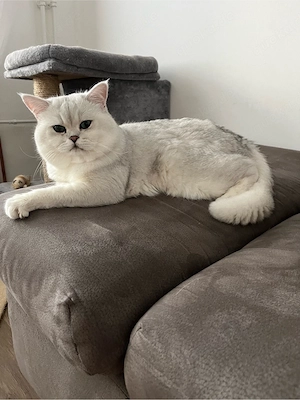 deckkater bkh Bild 2