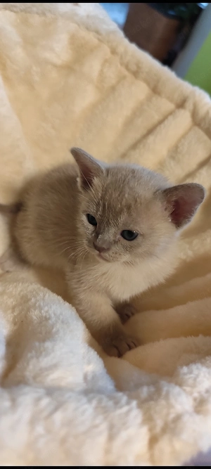 burma Reinrassige  Bild 4