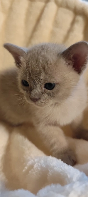 burma Reinrassige  Bild 2