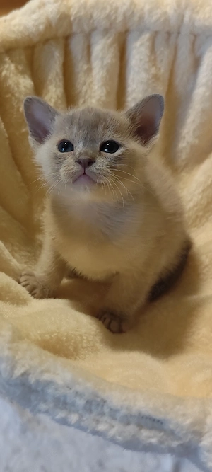 burma Reinrassige  Bild 3