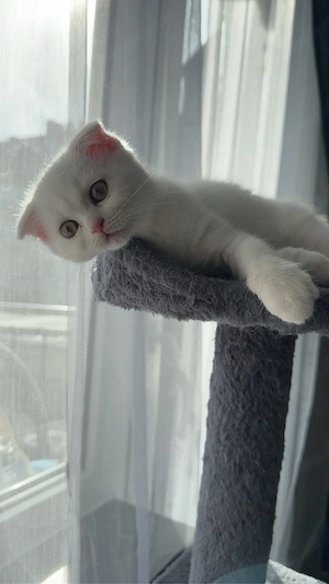 kitten zum verkaufen 