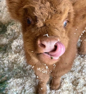 Schottische Hochlandrinder zu verkaufen.