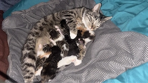 Wir suchen ein zuhause 