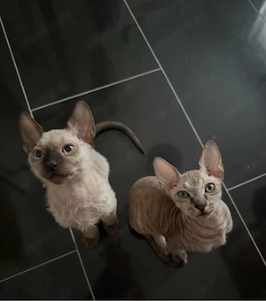 sphynx kitten