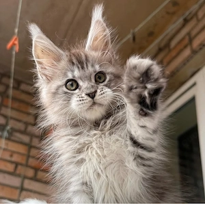 Wunderschöne und intelligente Maine Coon