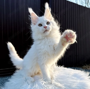 Reinrassige Maine coon Kitten