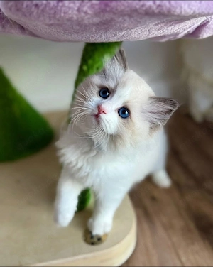 Ragdoll-Kätzchen zur Adoption und Weitervermittlung verfügbar
