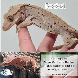 April Spezial ... Komplettabgabe: Terrarien usw - Kronengecko Hobbyaufgabe C. ciliatus