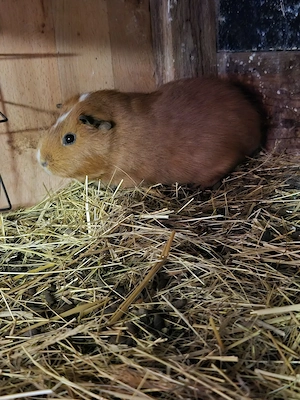 Meerschweinchen Kastraten 