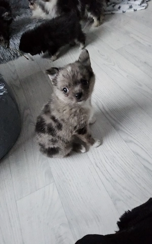  Chihuahua  Prinzessin  (Nana) Tiger Muster ( MERLE)