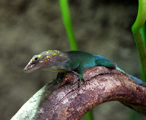 Suche Anolis marmoratus