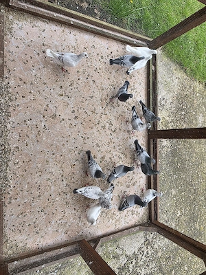 Brieftauben 2024 2025